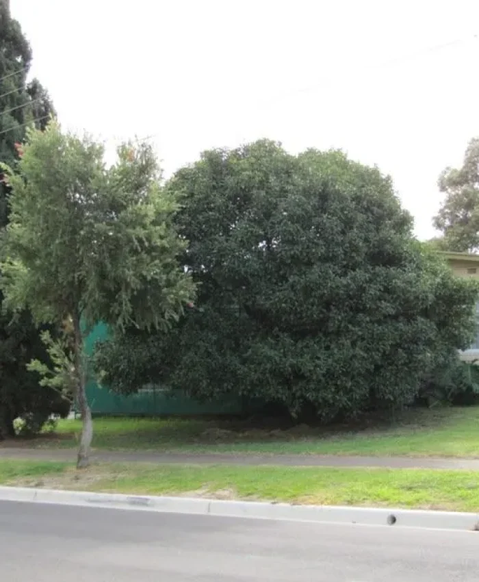 8 Baird ave, Holden hill for $950,000 in May 2025